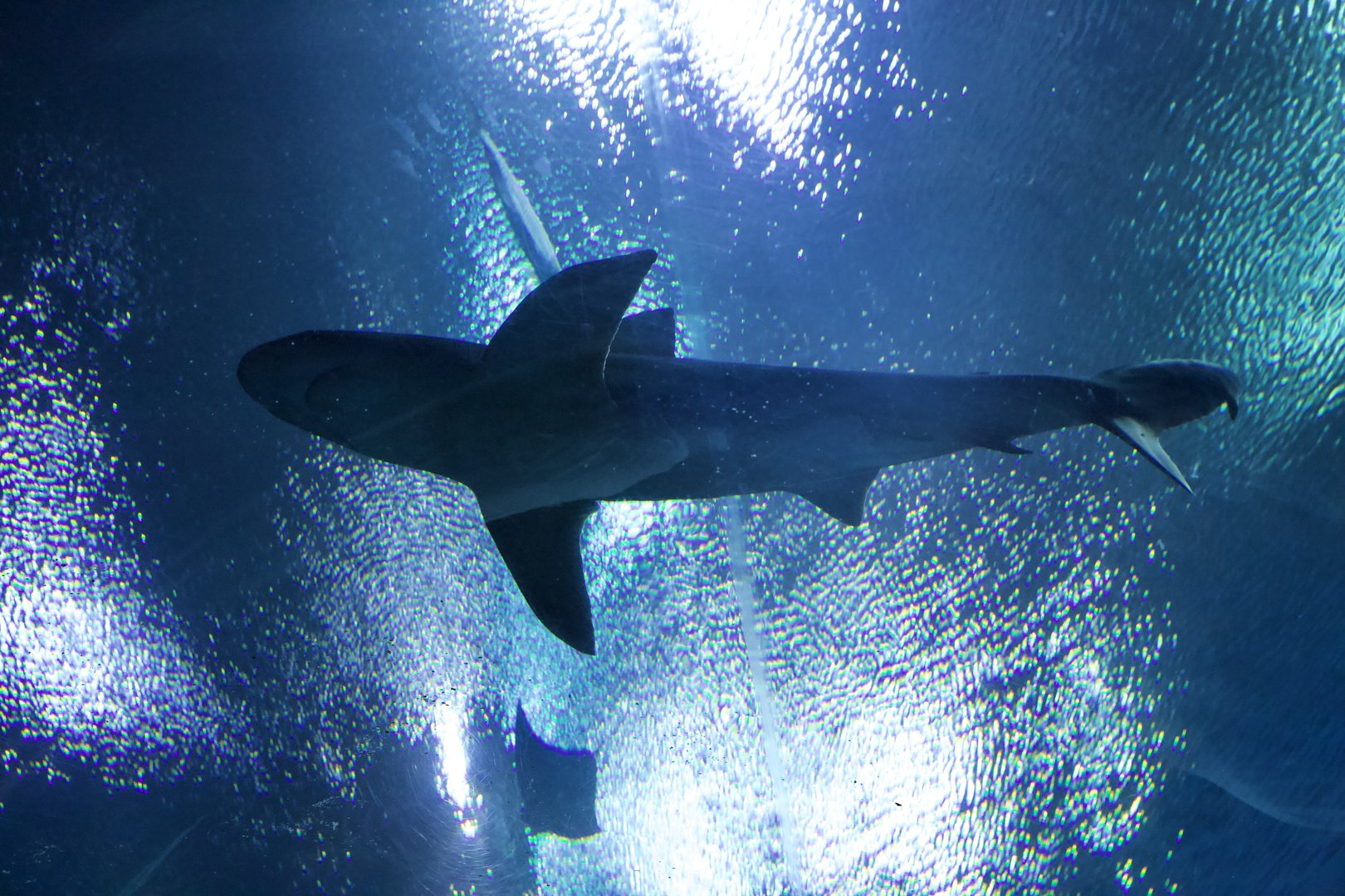 Sandbar Shark/ Carcharhinus plumbeus