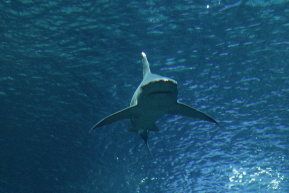 Sandbar shark (Carcharhinus plumbeus)