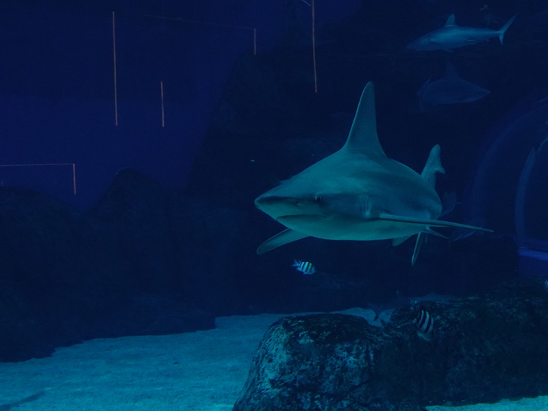 Sandbar shark (Carcharhinus plumbeus)