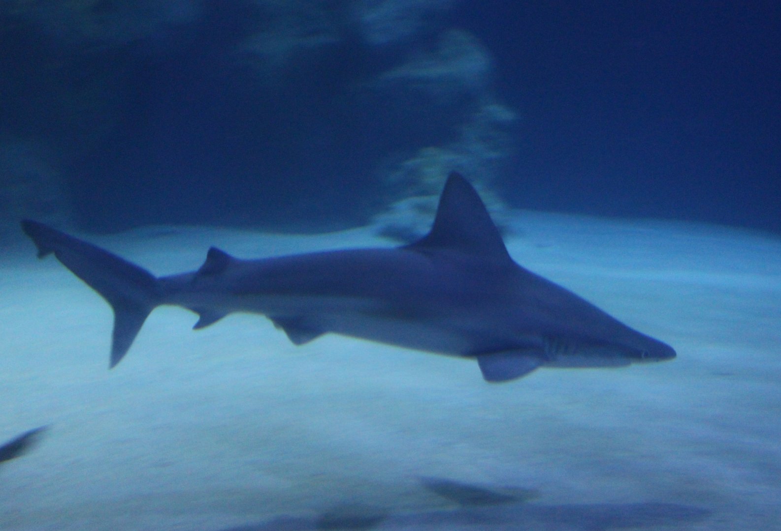 Sandbar shark - Carharhinus plumbeus