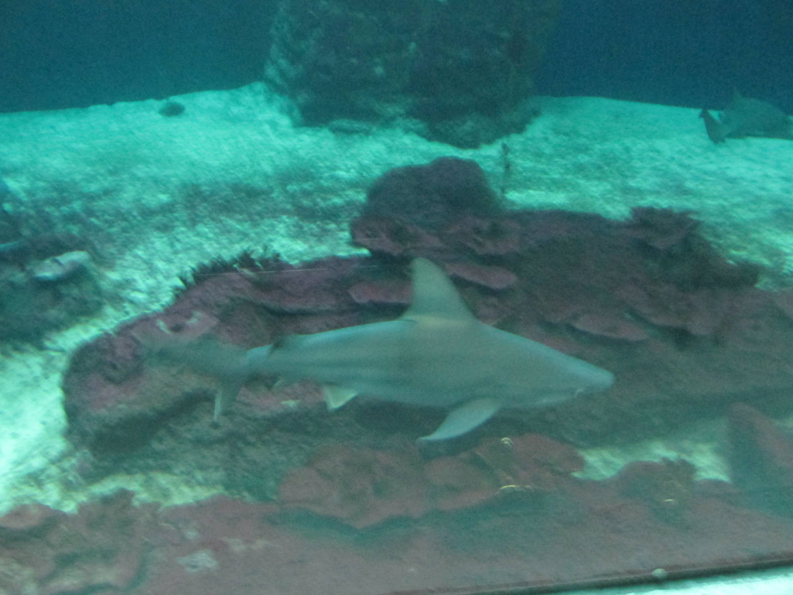Sandbar Shark Guadalajara zoo