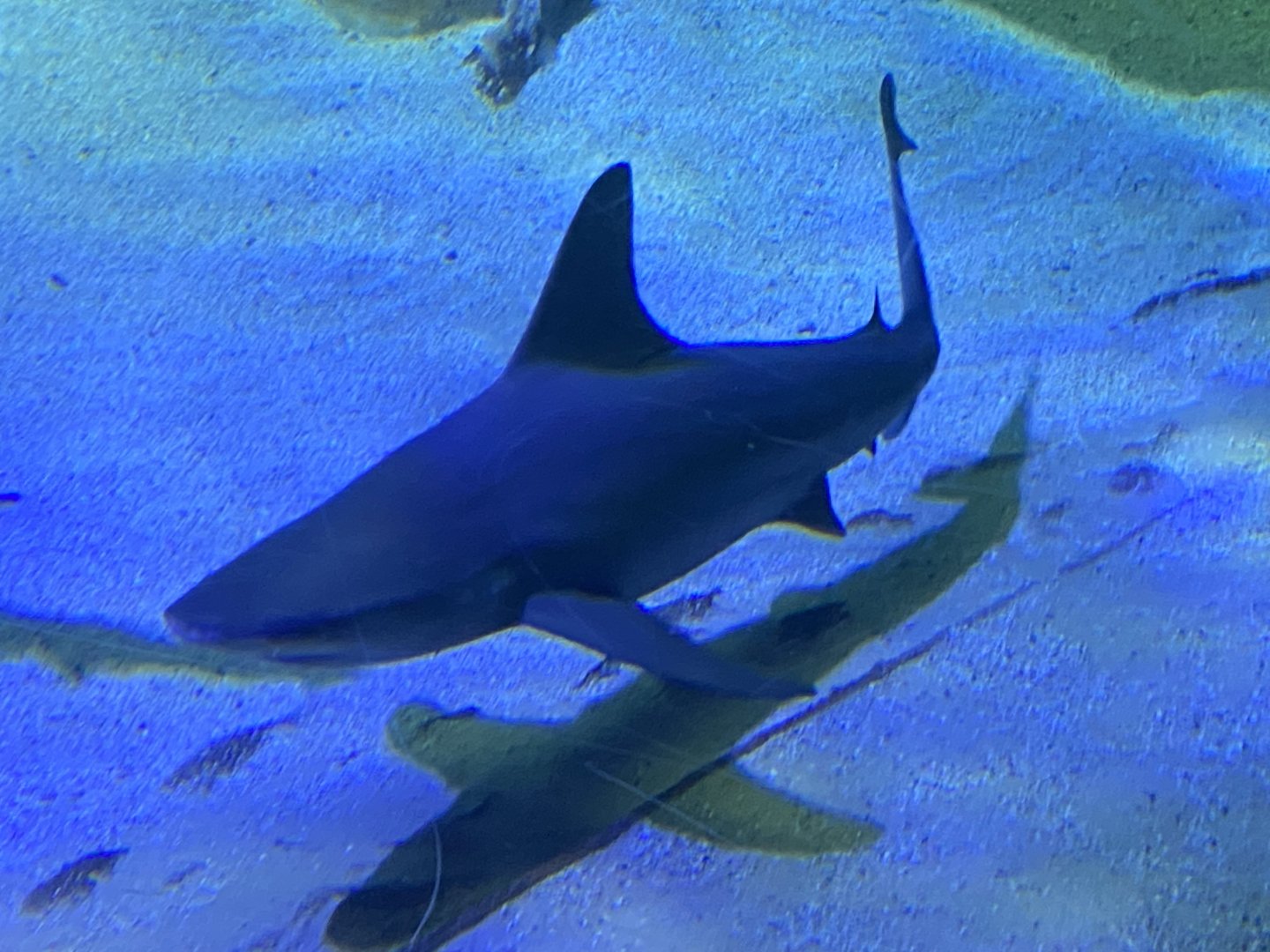 Sandbar shark image 2