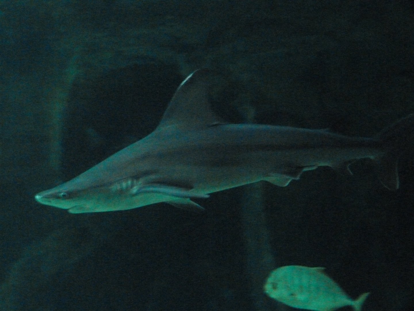 Sandbar shark -Zoo Aquarium de Madrid (2025)