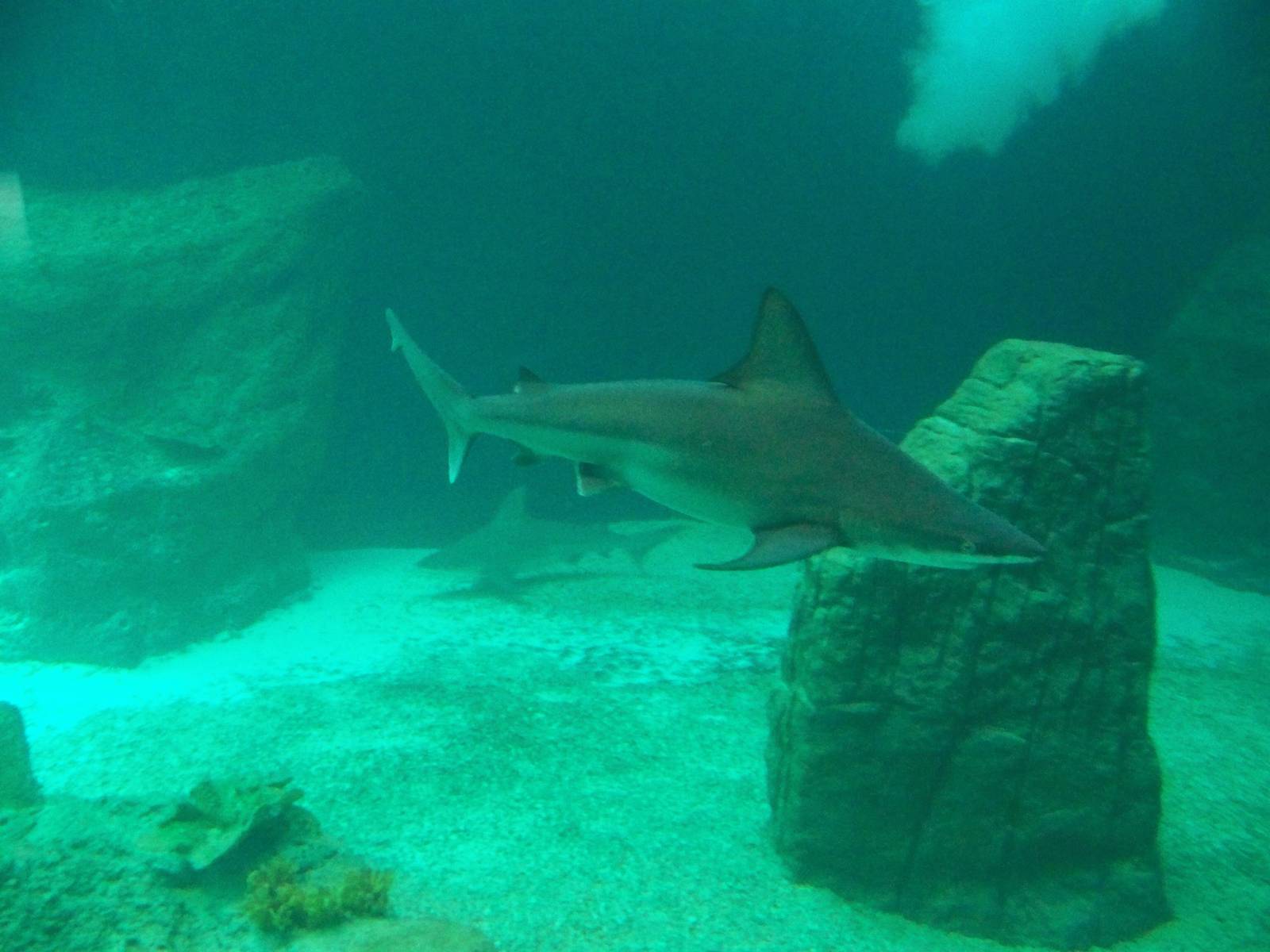 Sandbar Shark