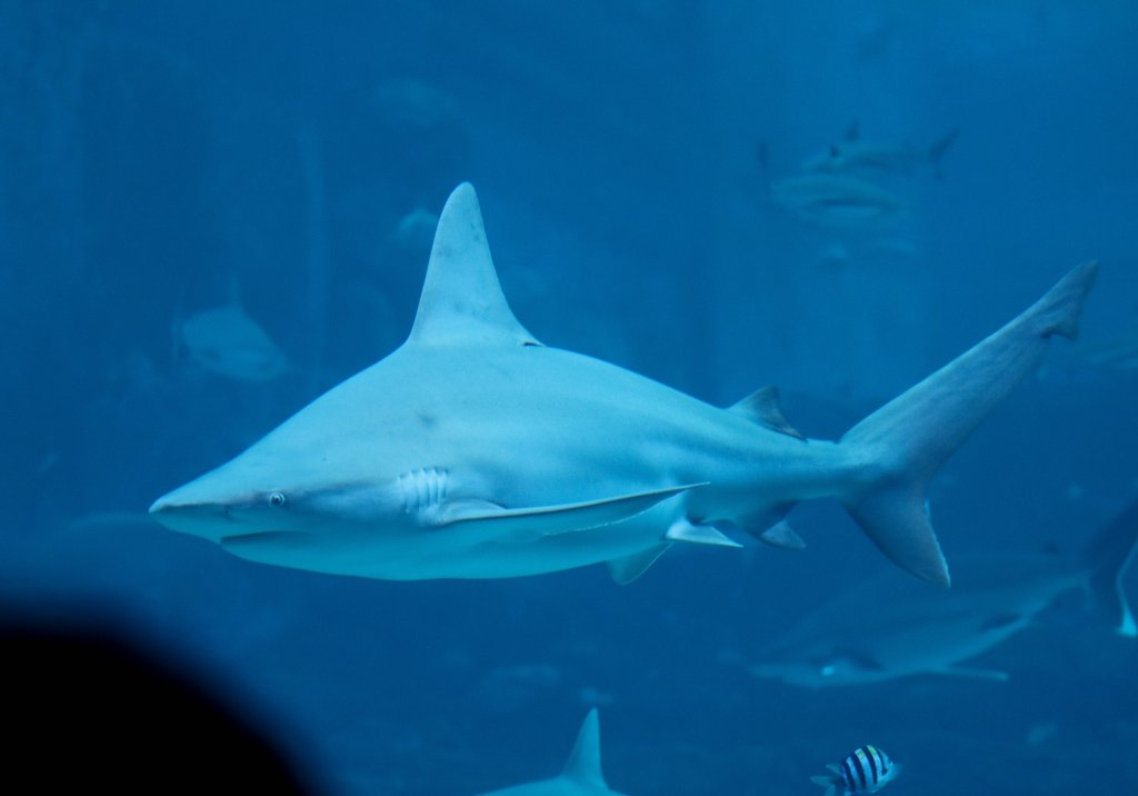 Sandbar Shark