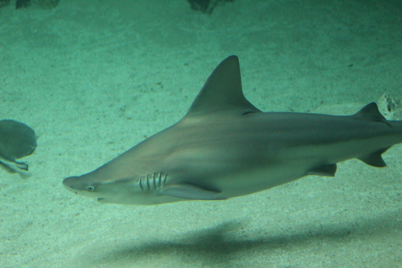 Sandbar Shark