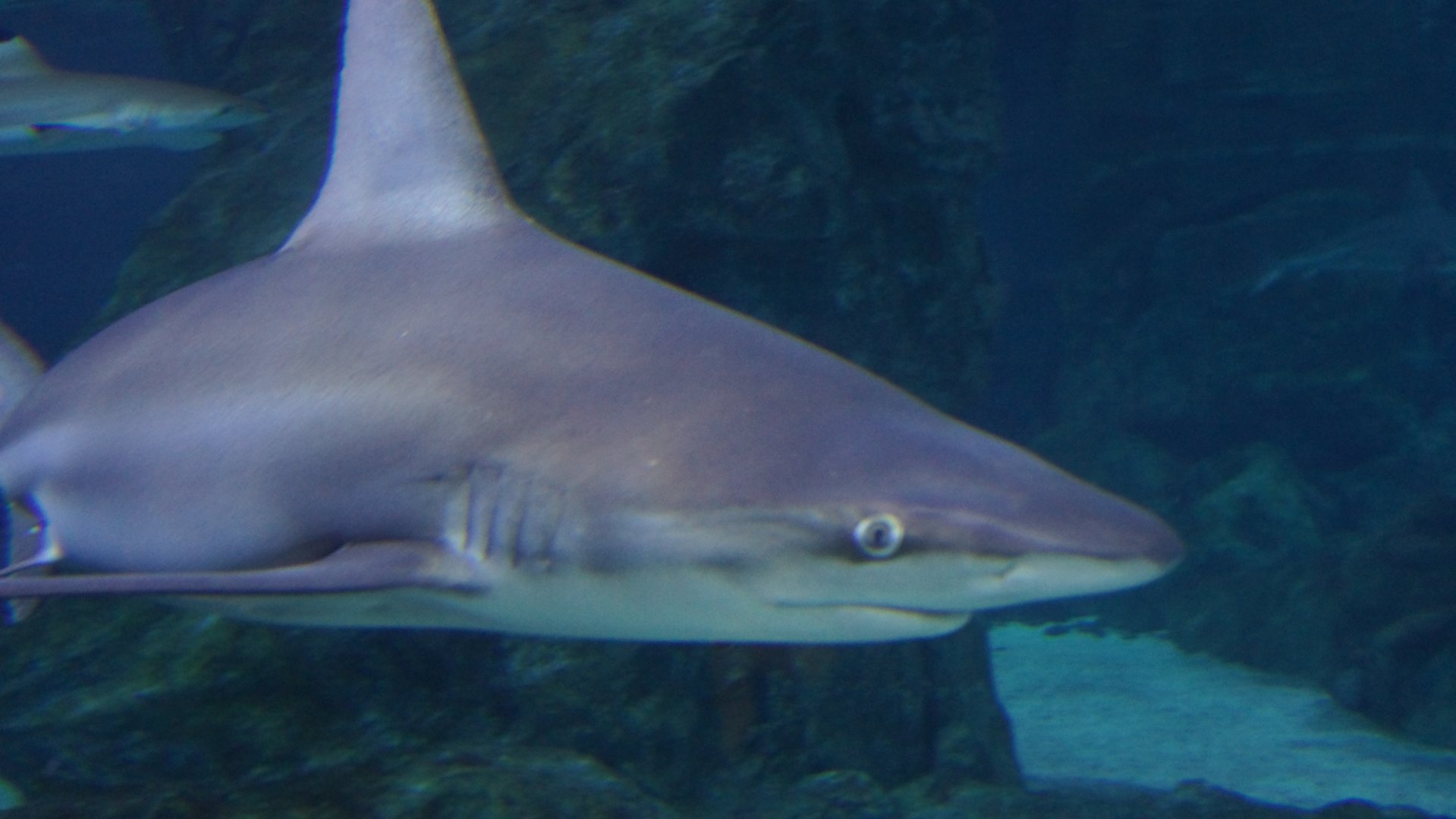 Sandbar Shark