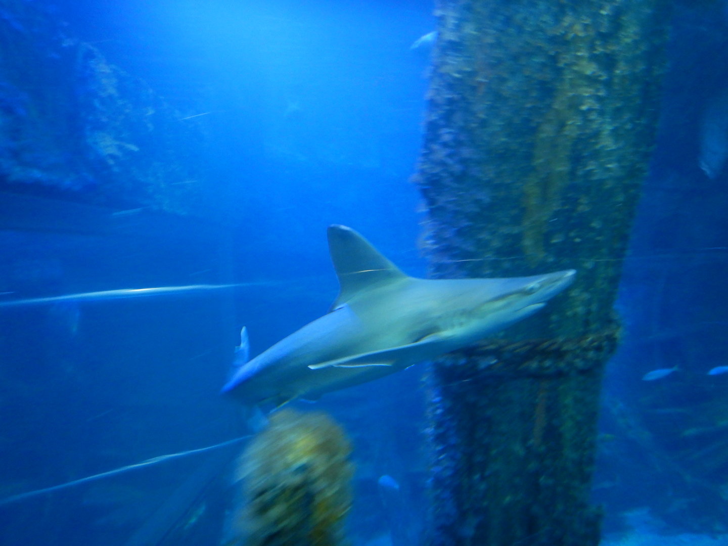 Sandbar Shark