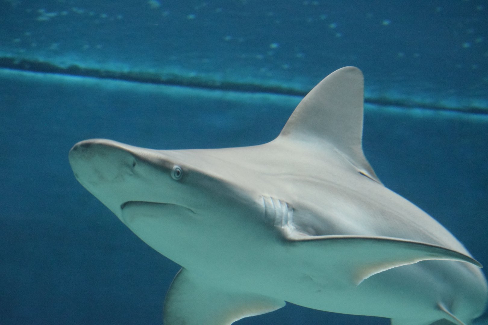 Sandbar shark