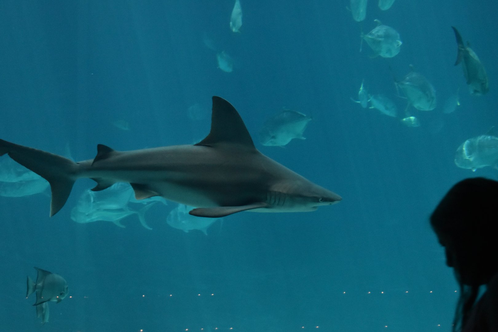 Sandbar Shark
