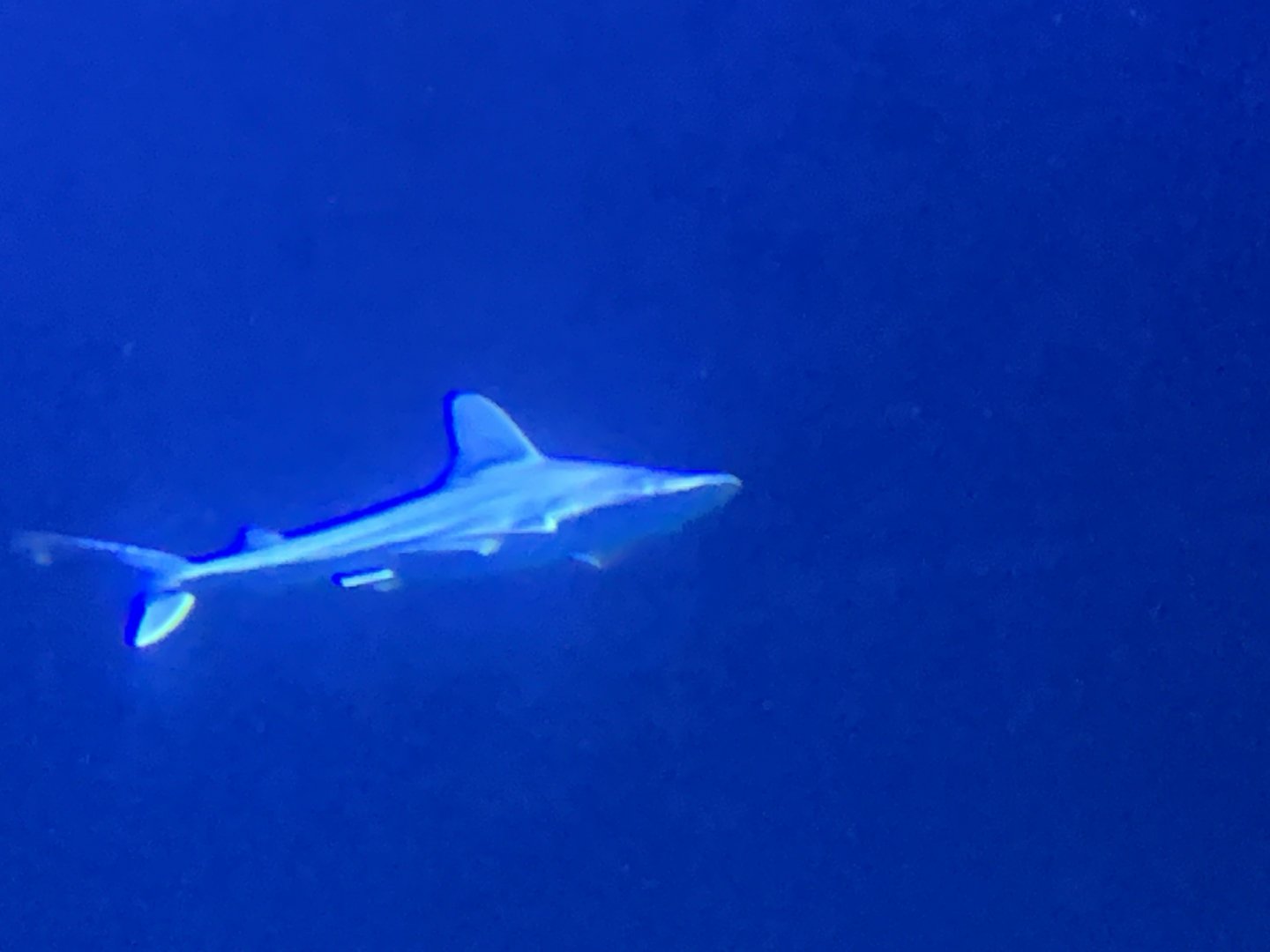 Sandbar shark