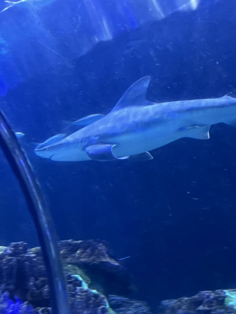 Sandbar Shark