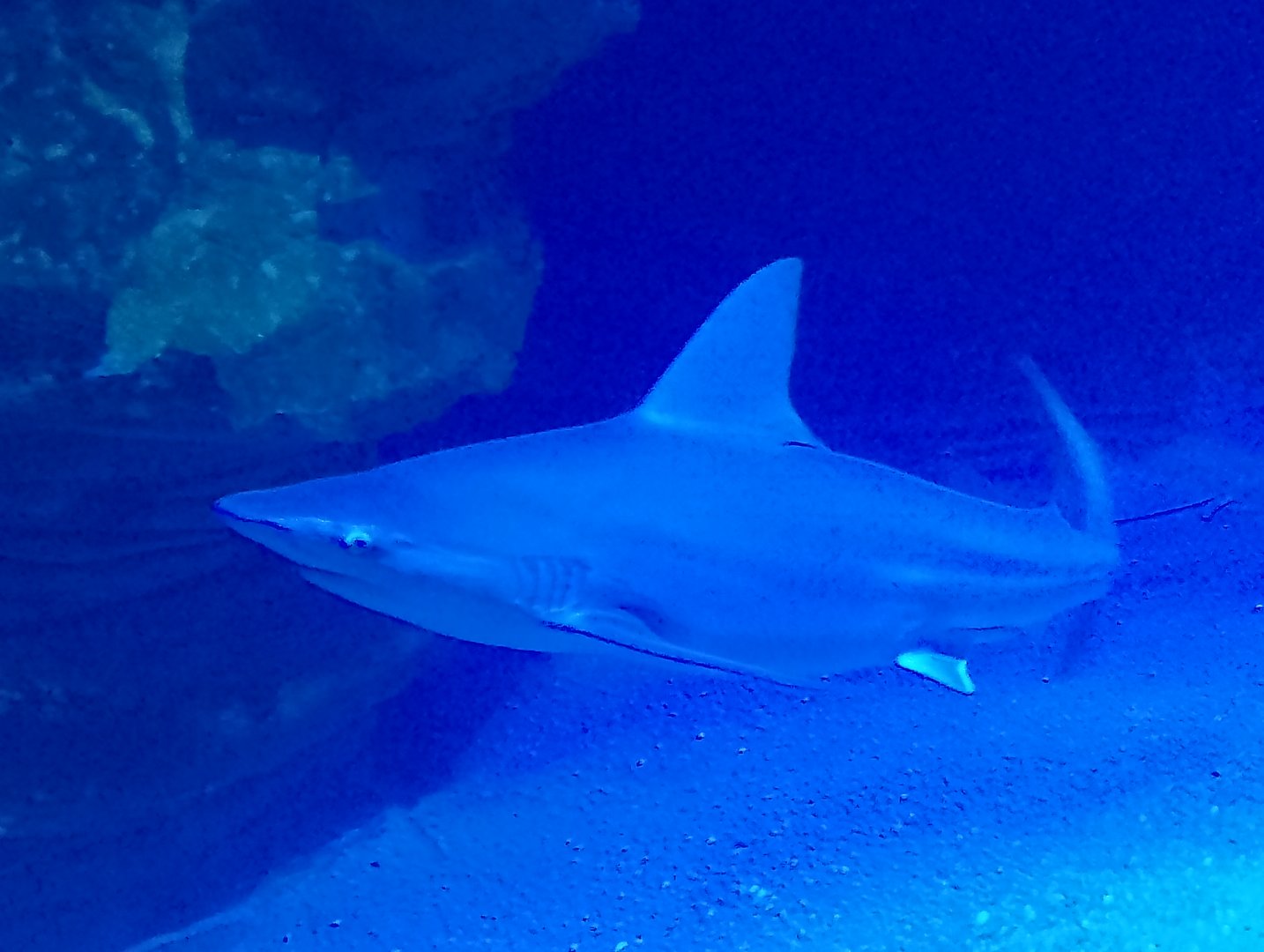Sandbar shark