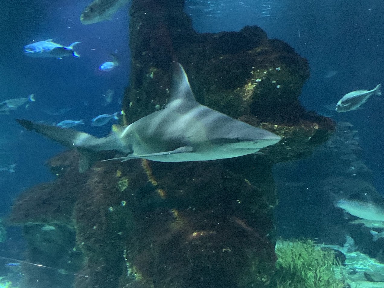 Sandbar shark