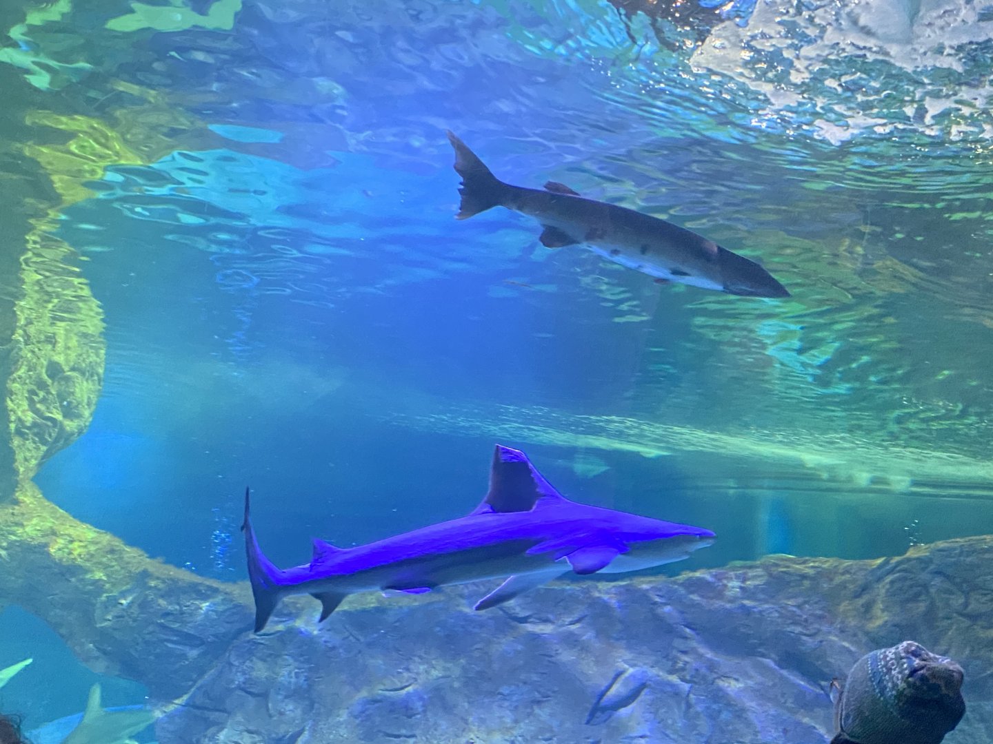 Sandbar shark