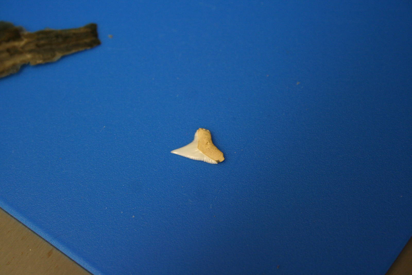 Sandbar tooth