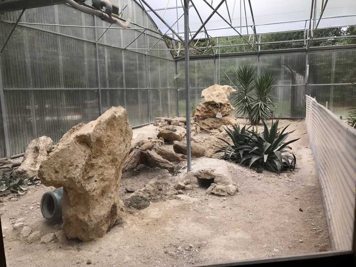 Sandcat exhibit