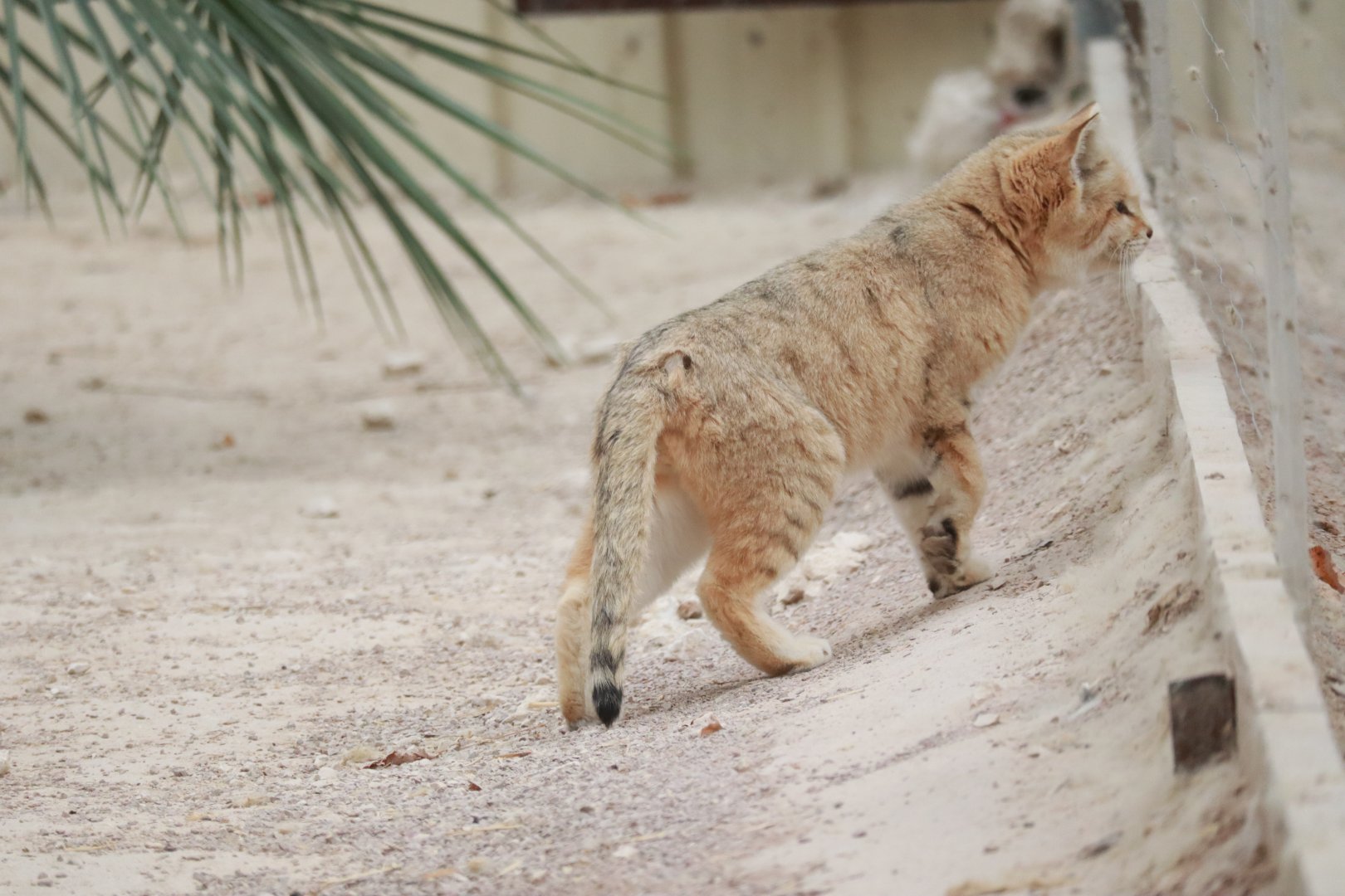 Sandcat