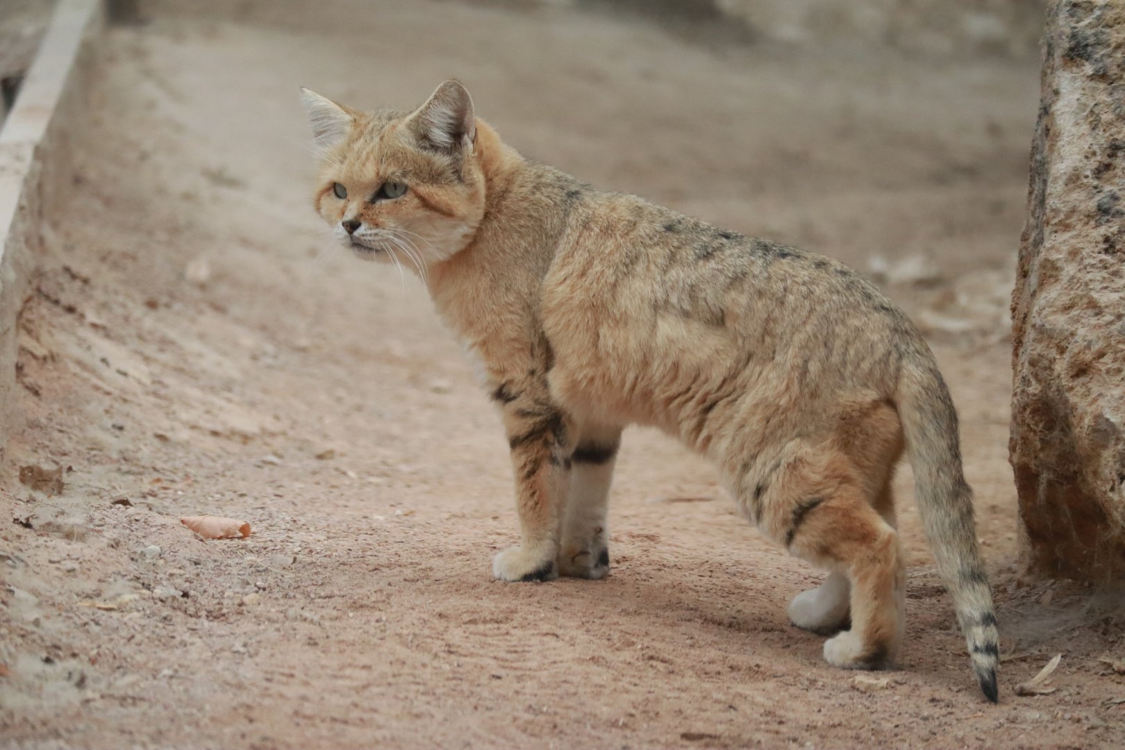 Sandcat