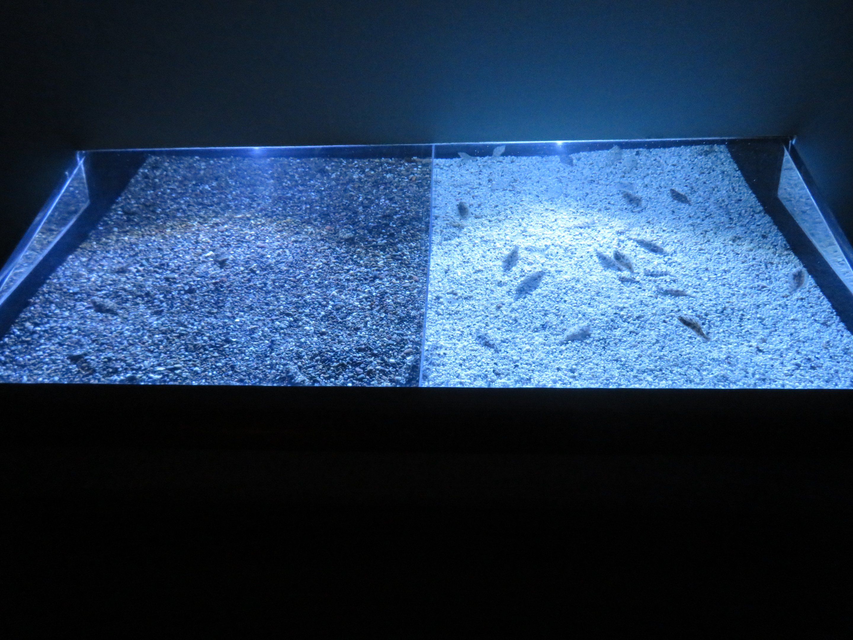 Sanddab Camouflage Display