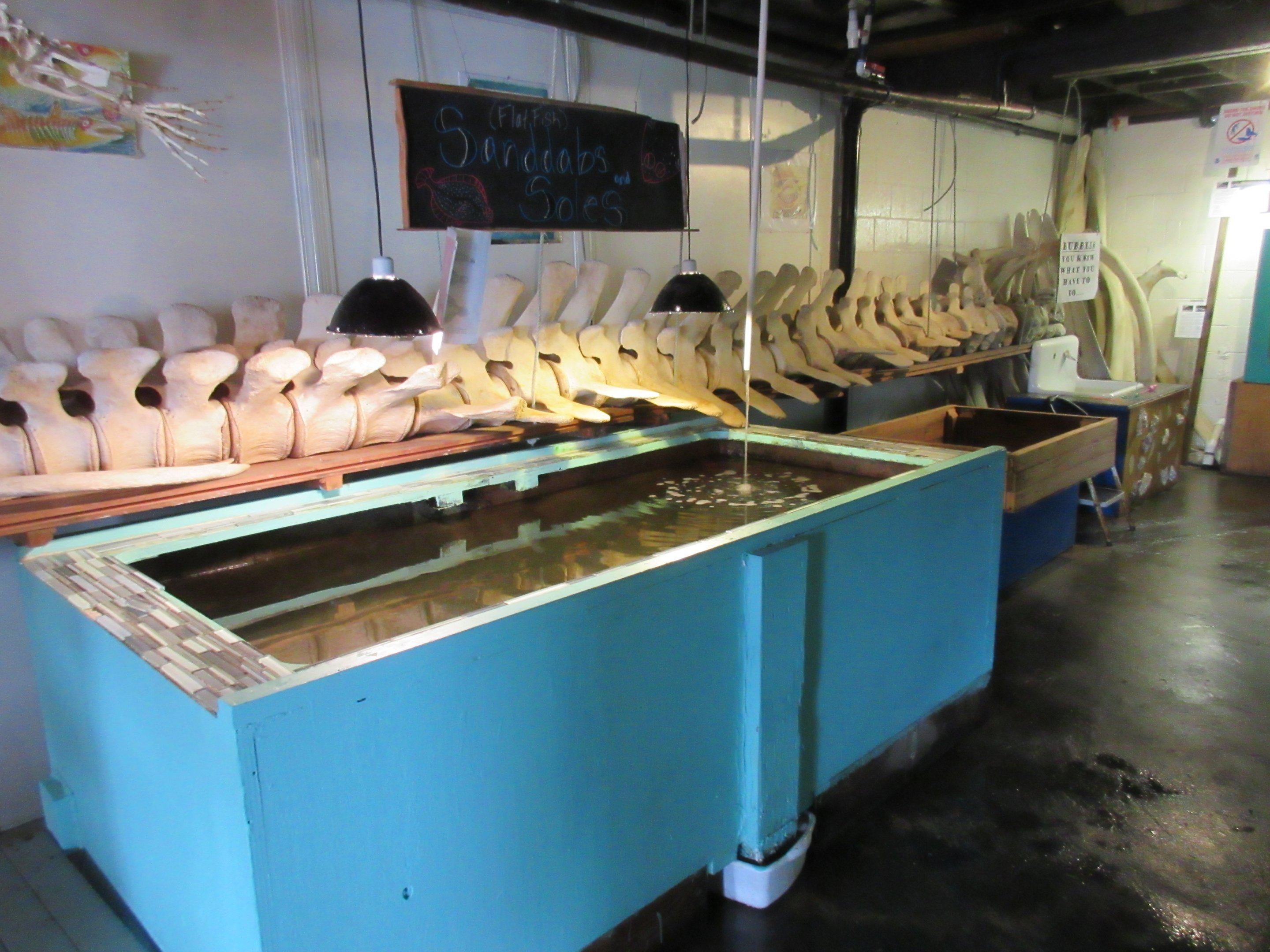 Sanddabs + Soles - Flat Fish Tank