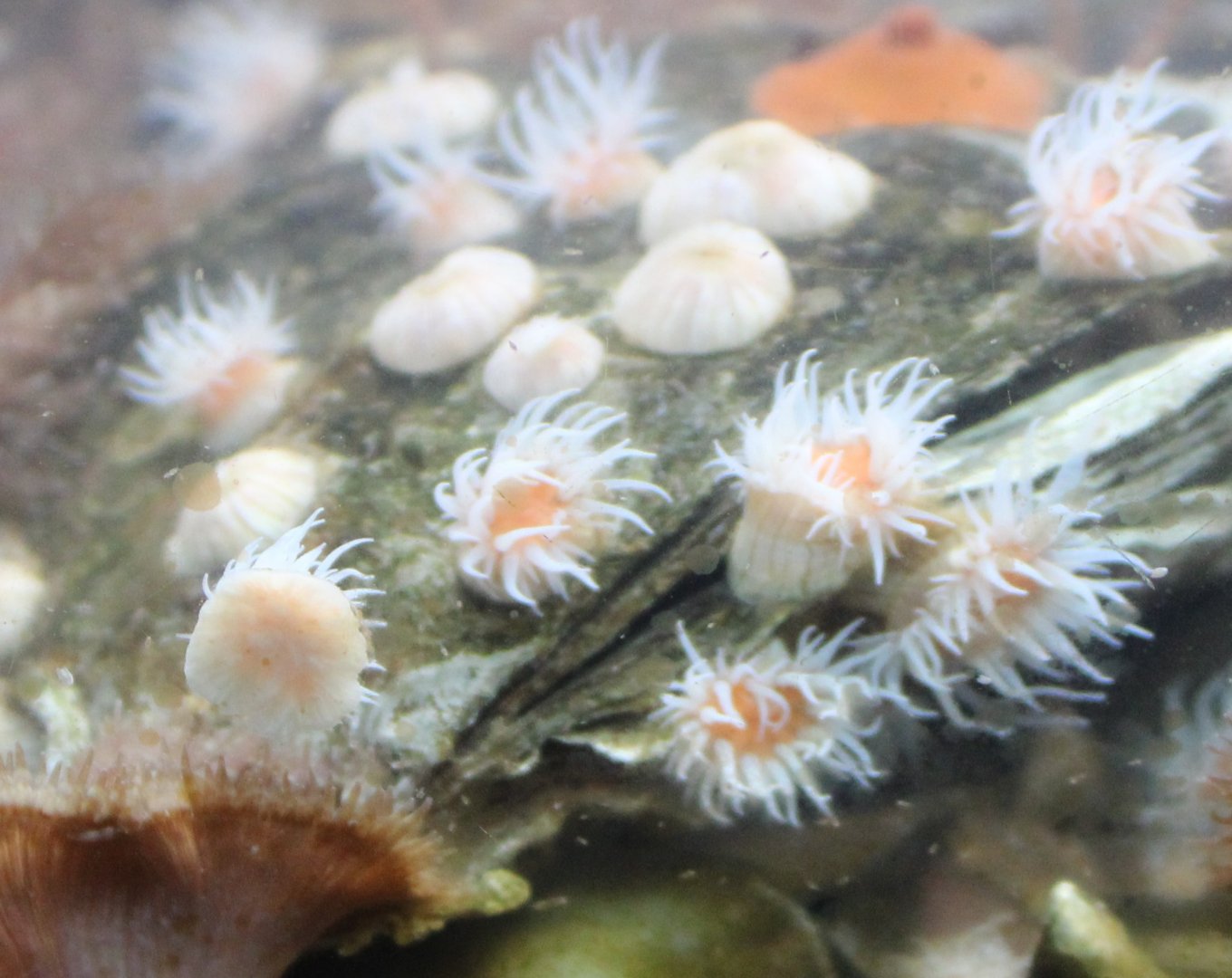Sandelled anemone
