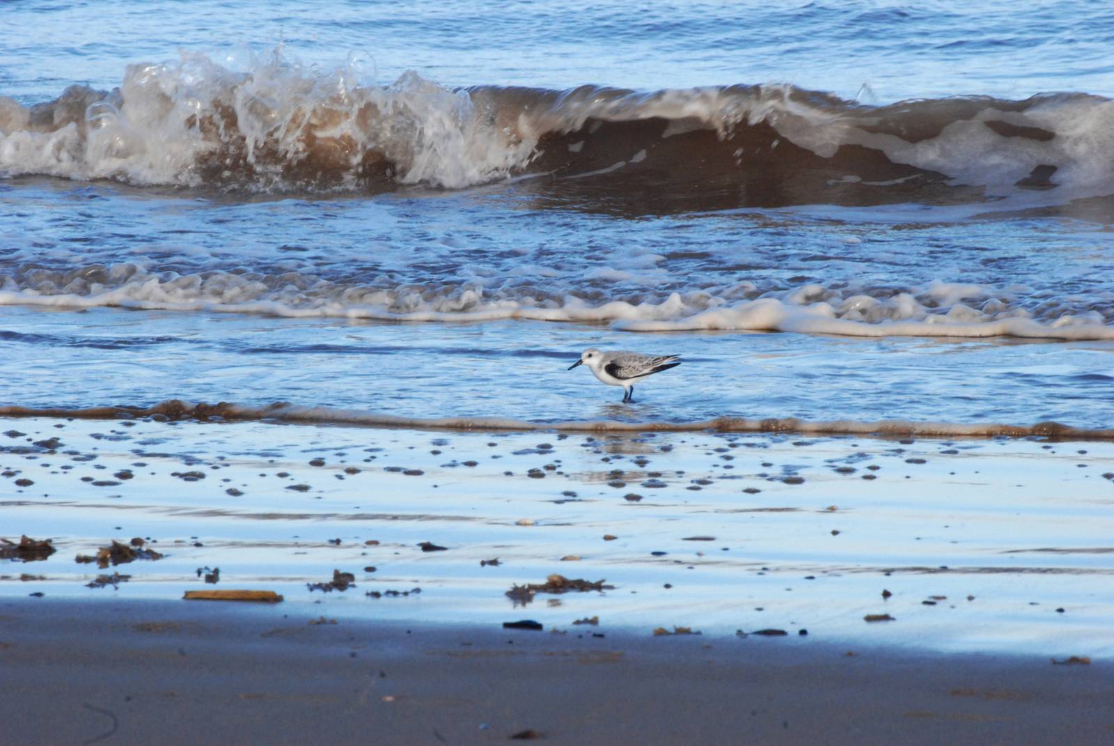Sanderling at Mablethorpe, 11/11/12