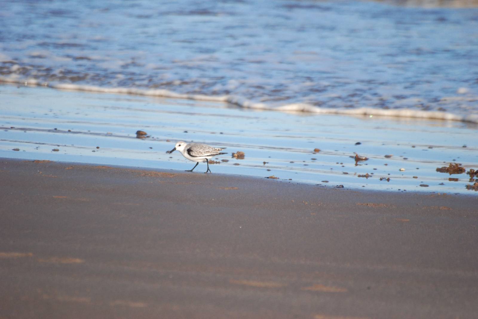 Sanderling at Mablethorpe, 11/11/12