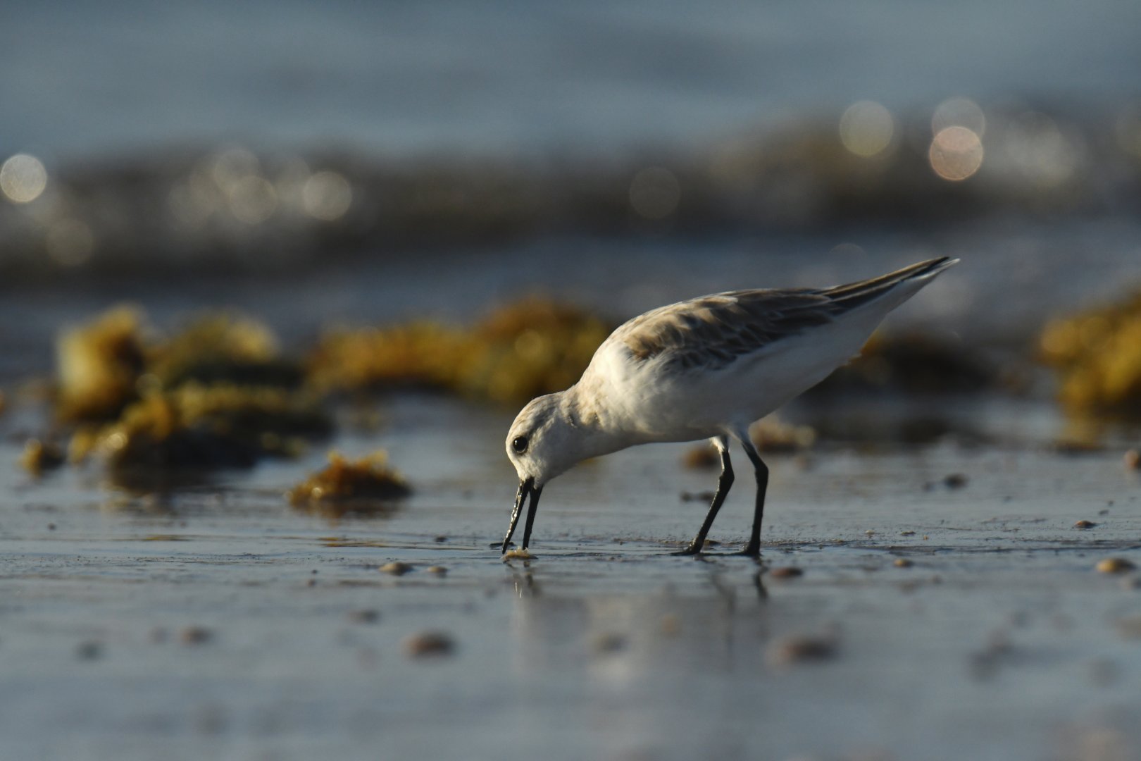 Sanderling (Calidris alba)