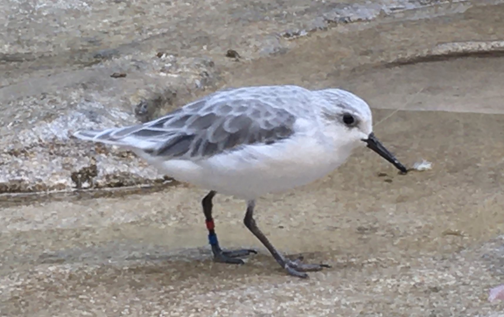 Sanderling (Calidris alba)