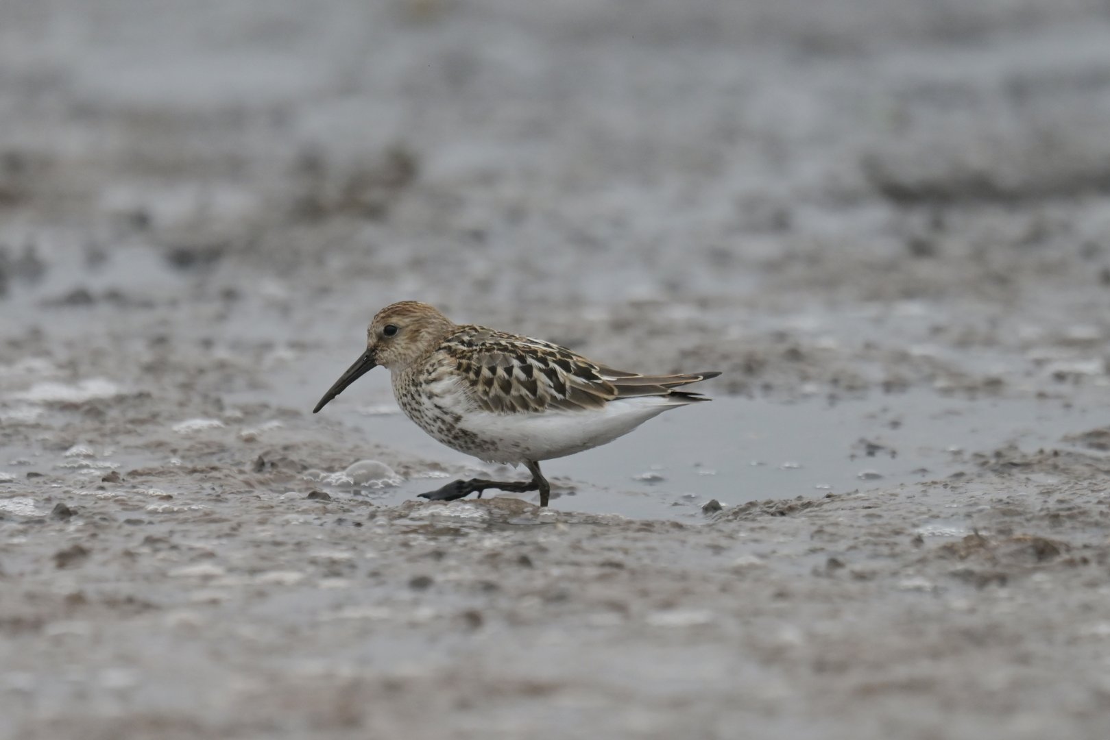 Sanderling Calidris alba