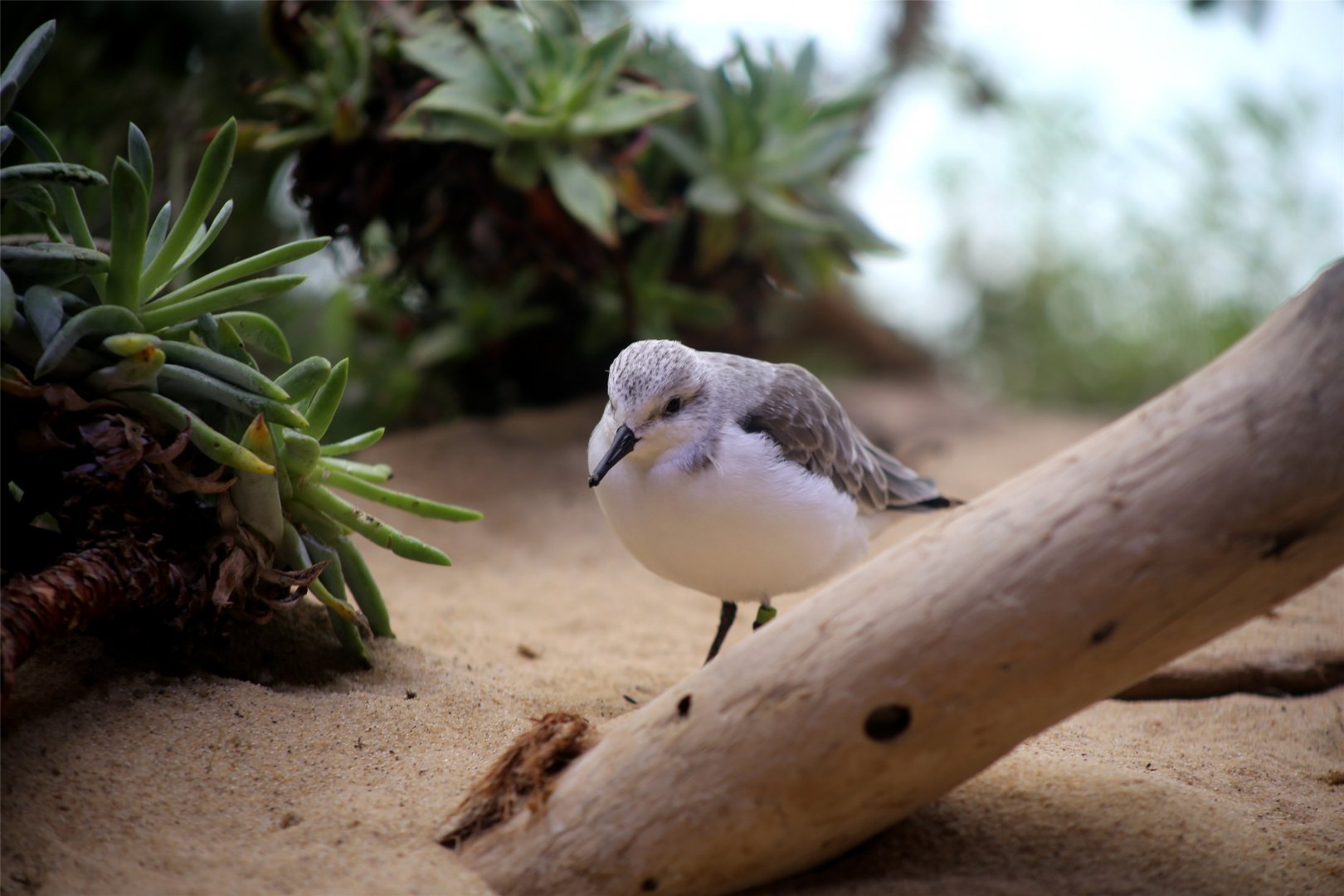 Sanderling (Calidris alba)