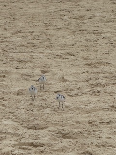 Sanderling (Calidris alba)