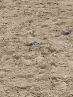Sanderling (Calidris alba)