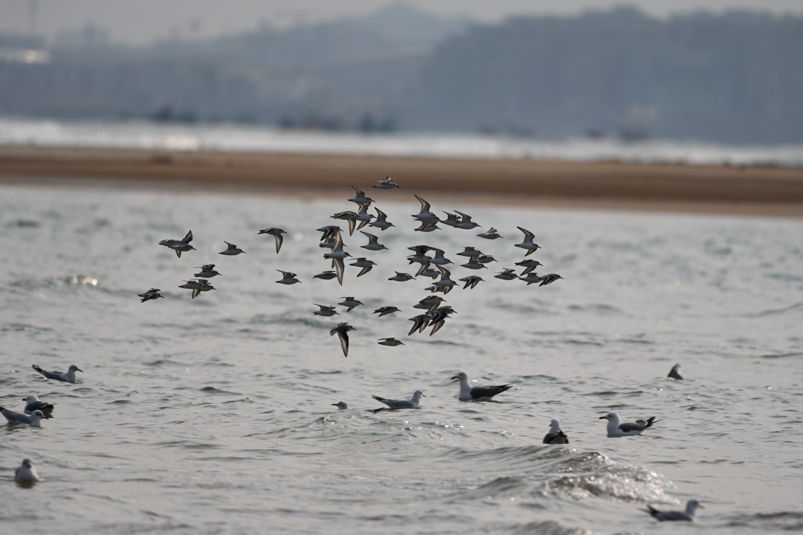 sanderling (Calidris alba)
