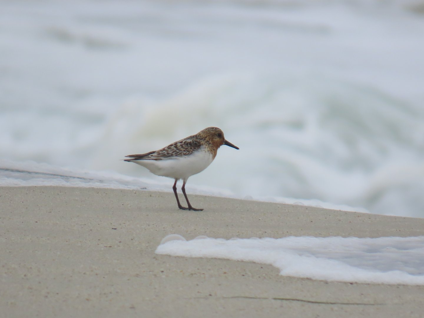 Sanderling (Calidris alba)