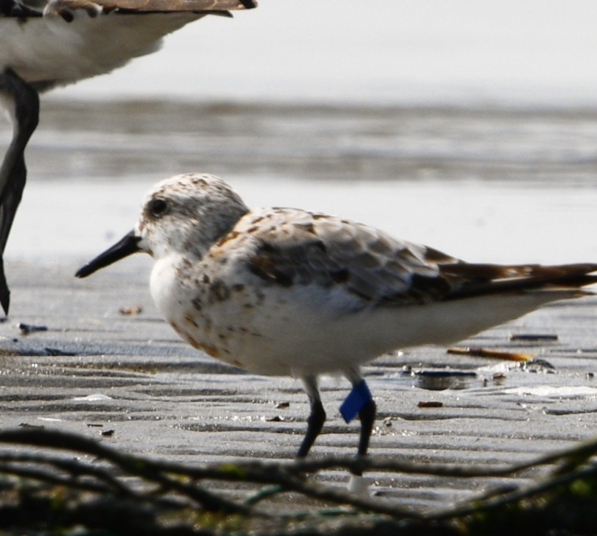 Sanderling ~ Funabashi Sanbanze Seaside Park