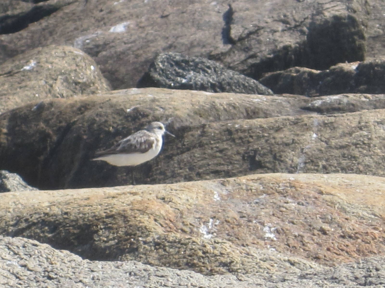 Sanderling