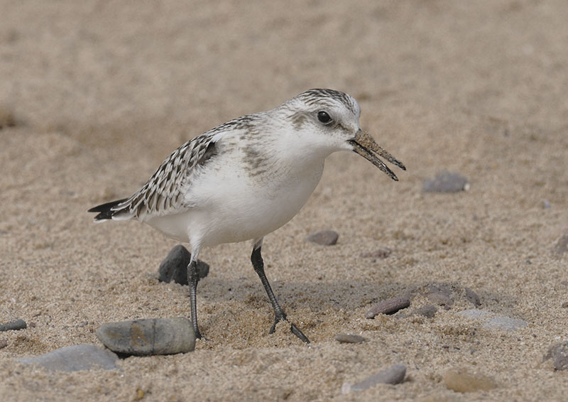 Sanderling
