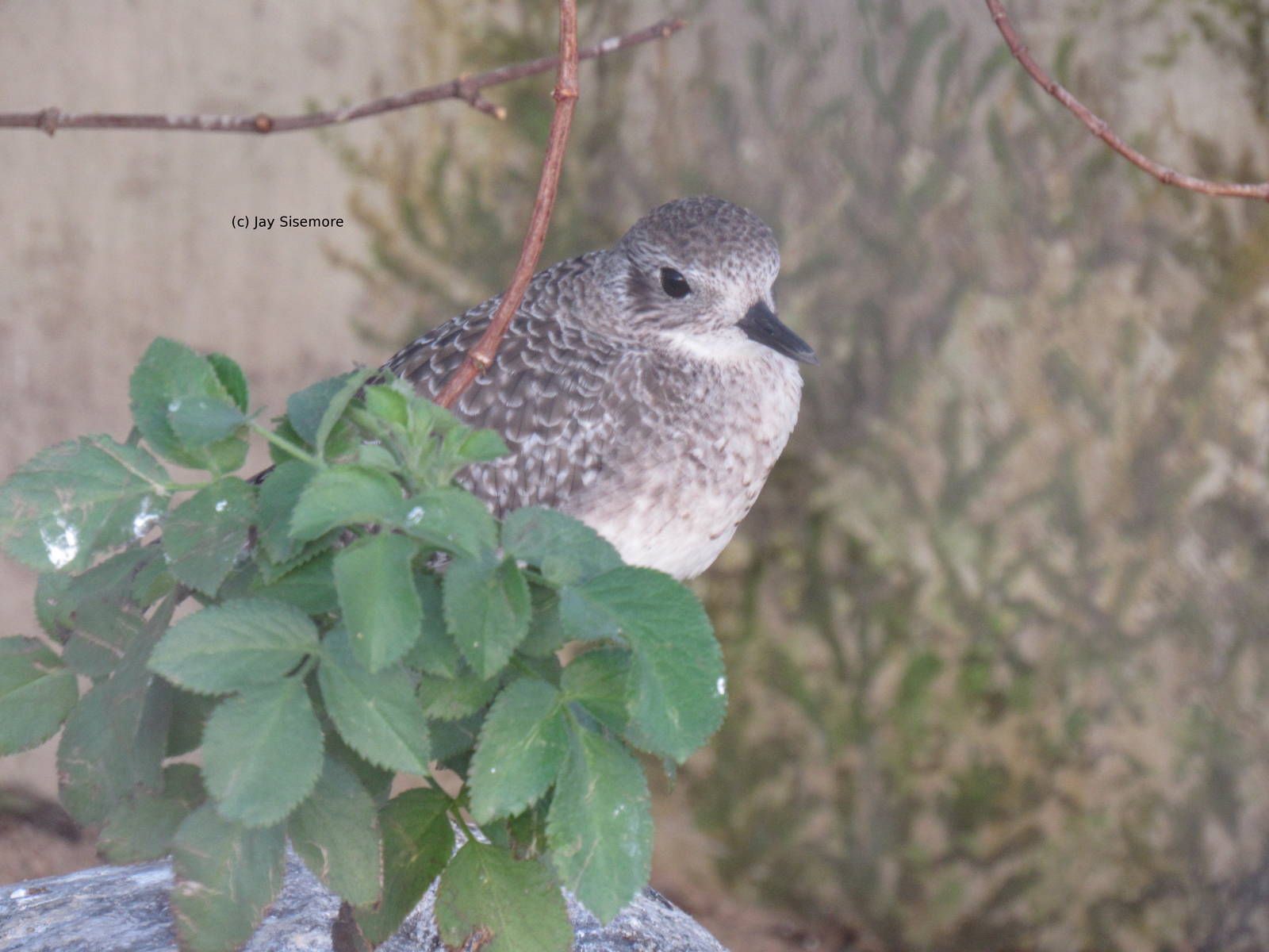 Sanderling