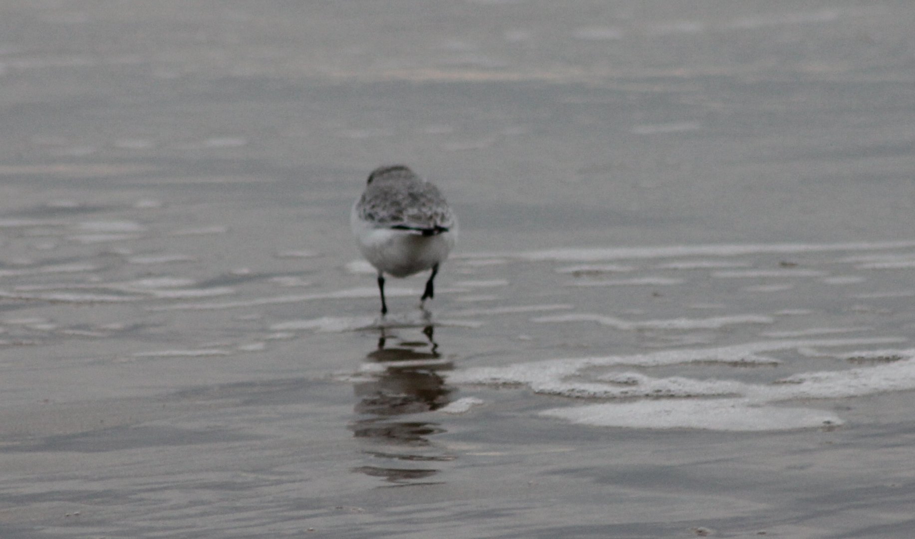 Sanderling