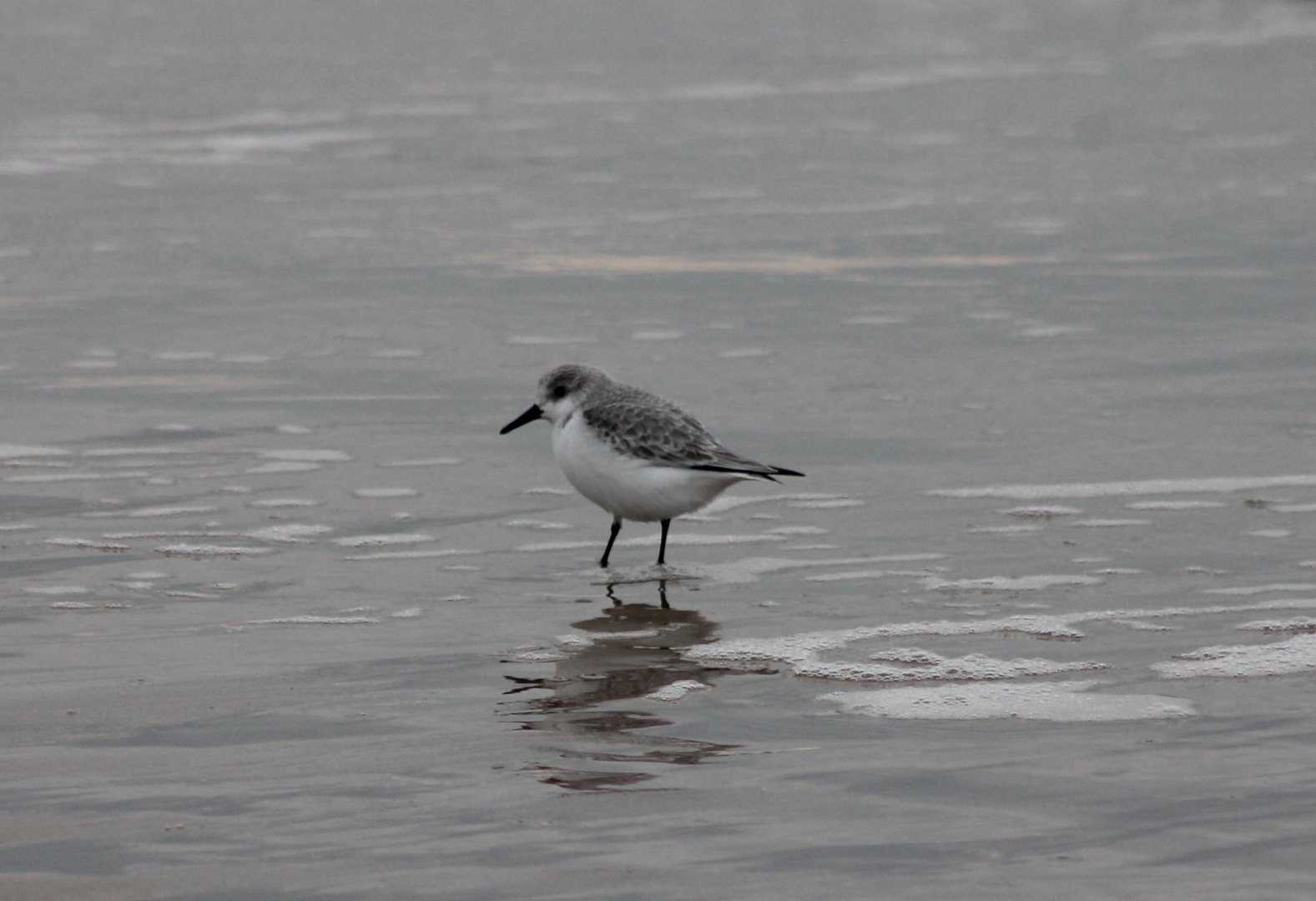 Sanderling