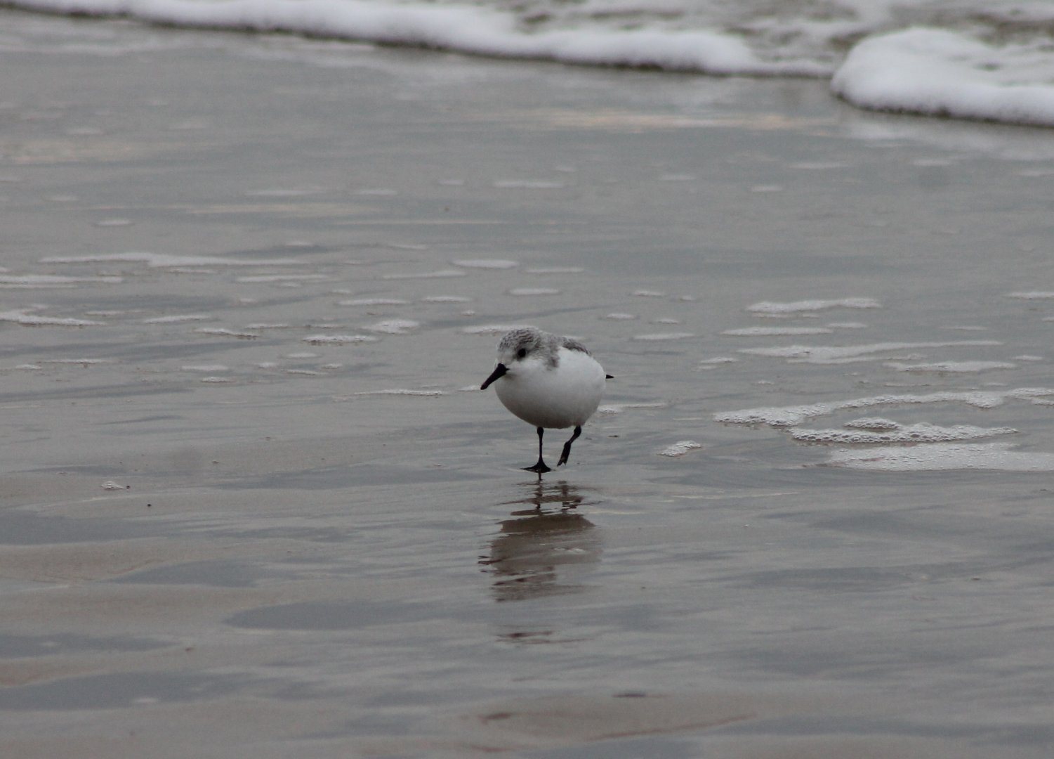 Sanderling