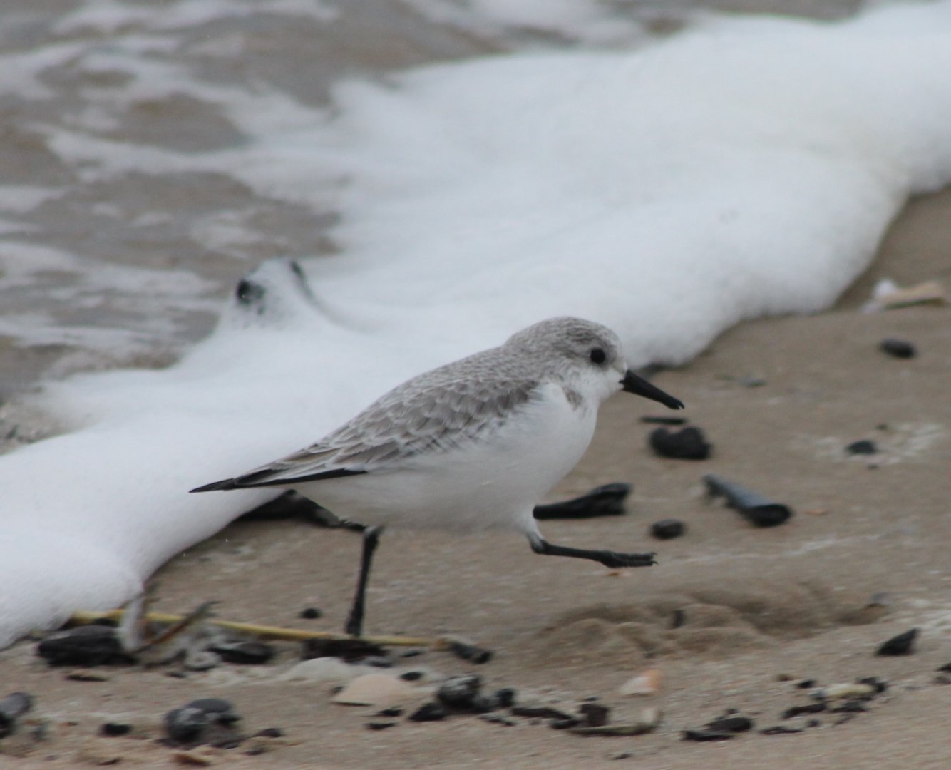 Sanderling