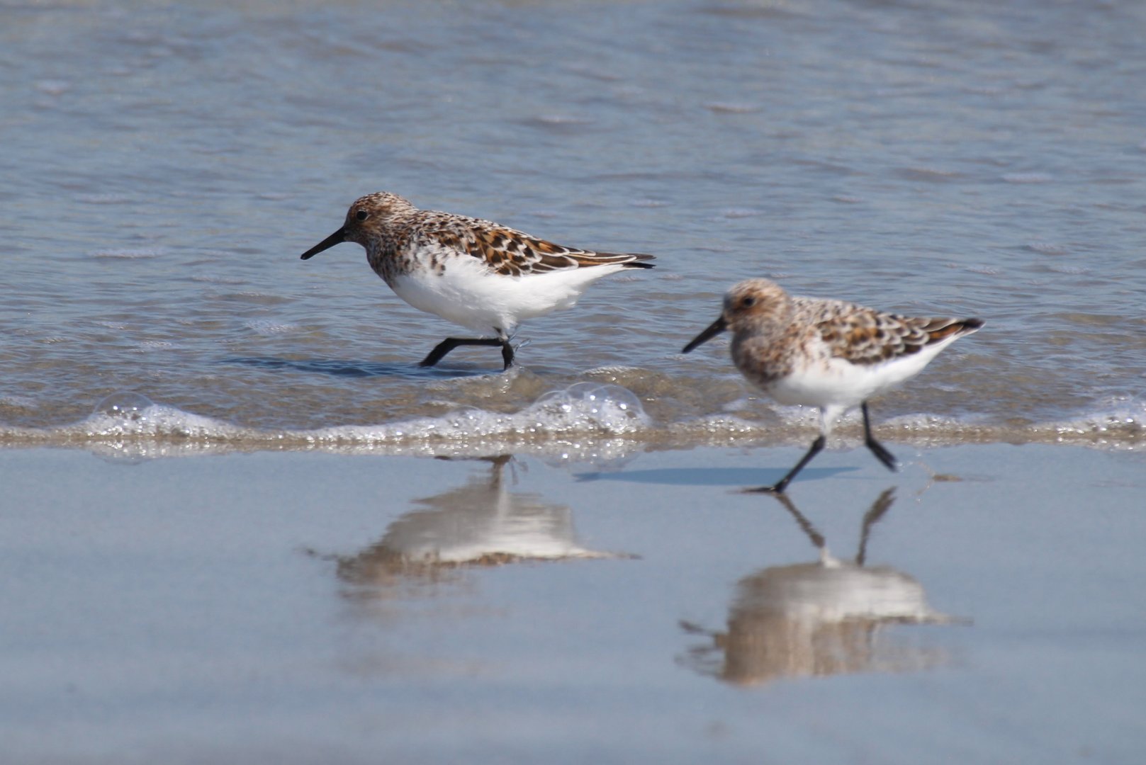 Sanderling