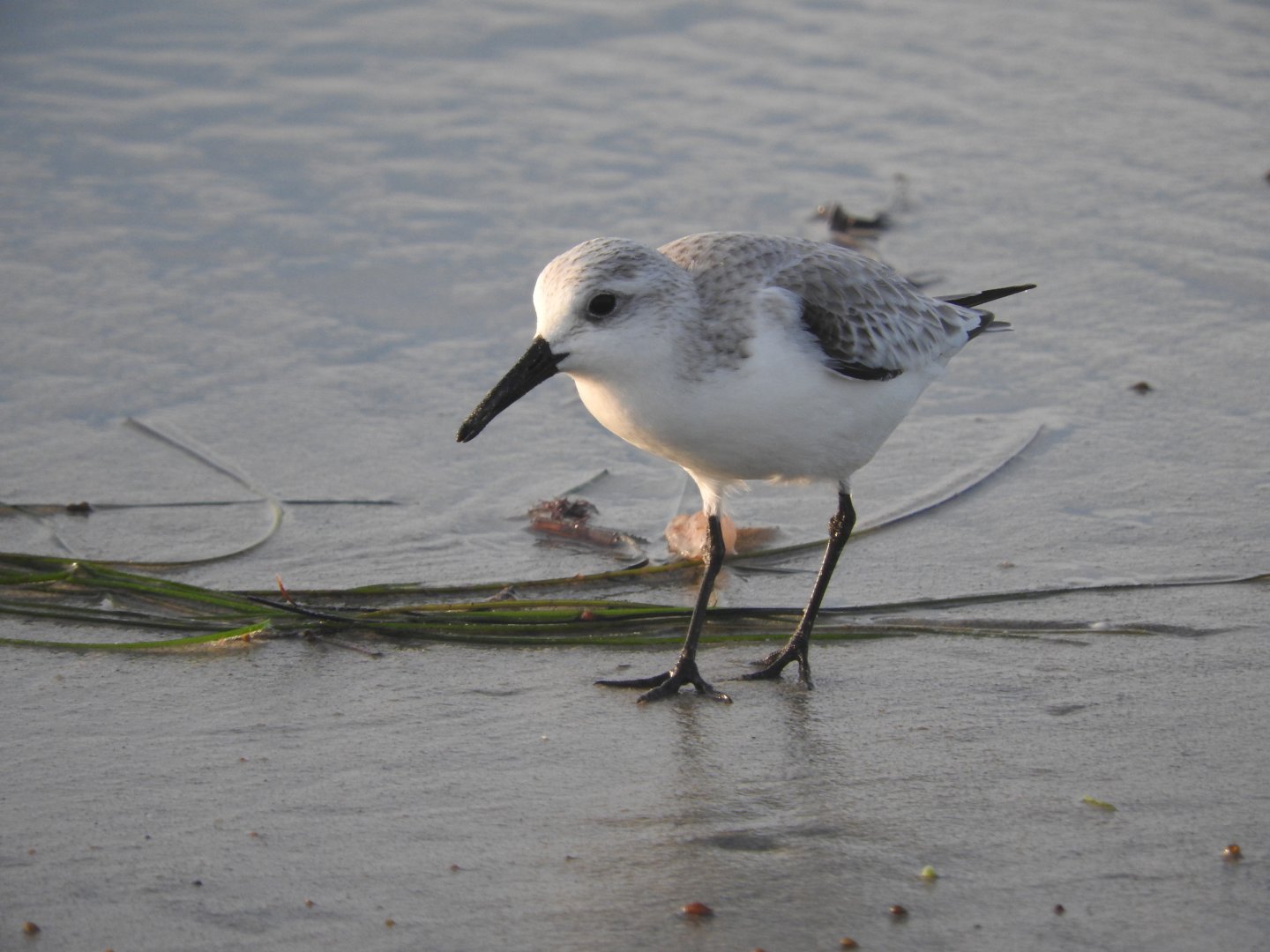 Sanderling