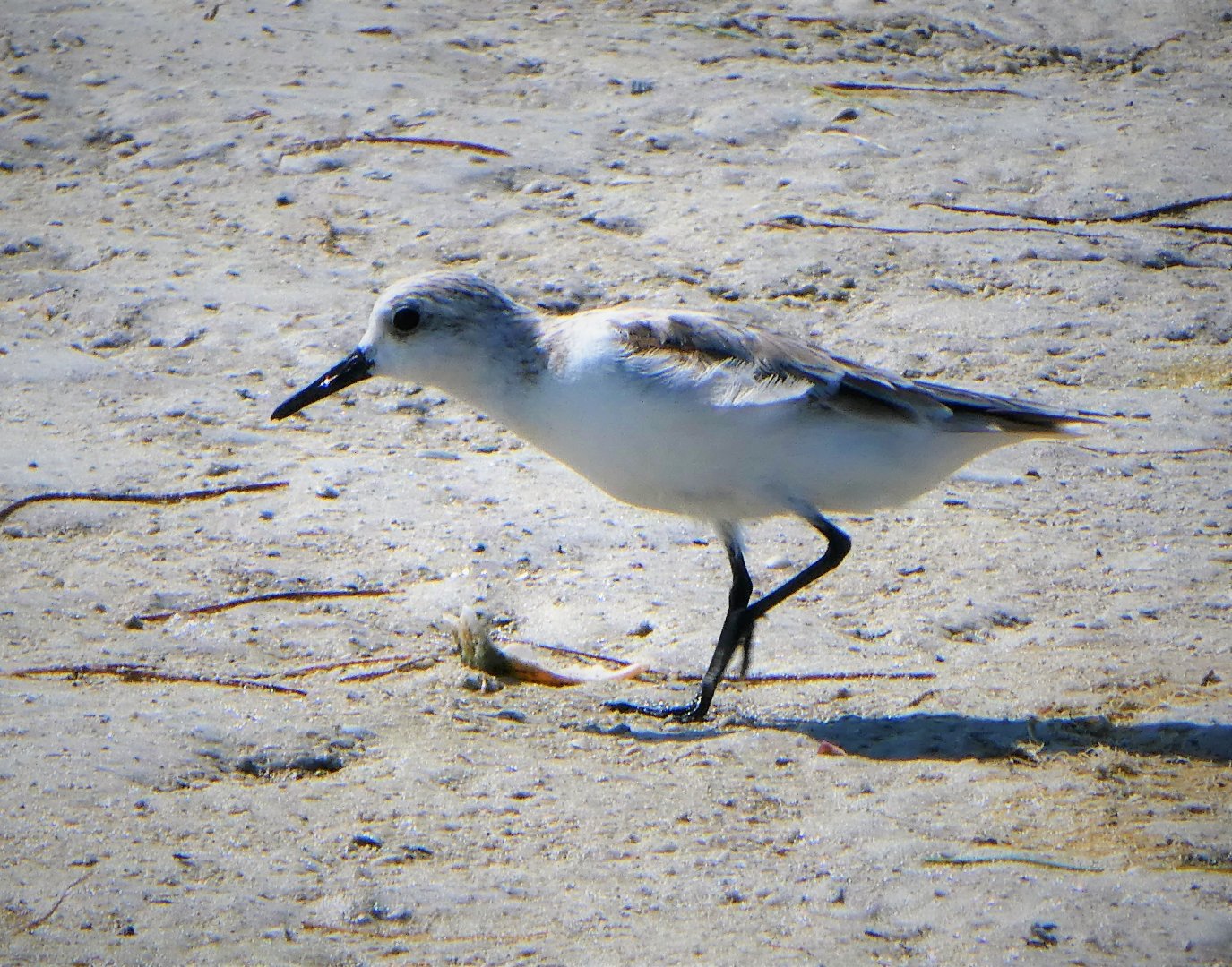 Sanderling