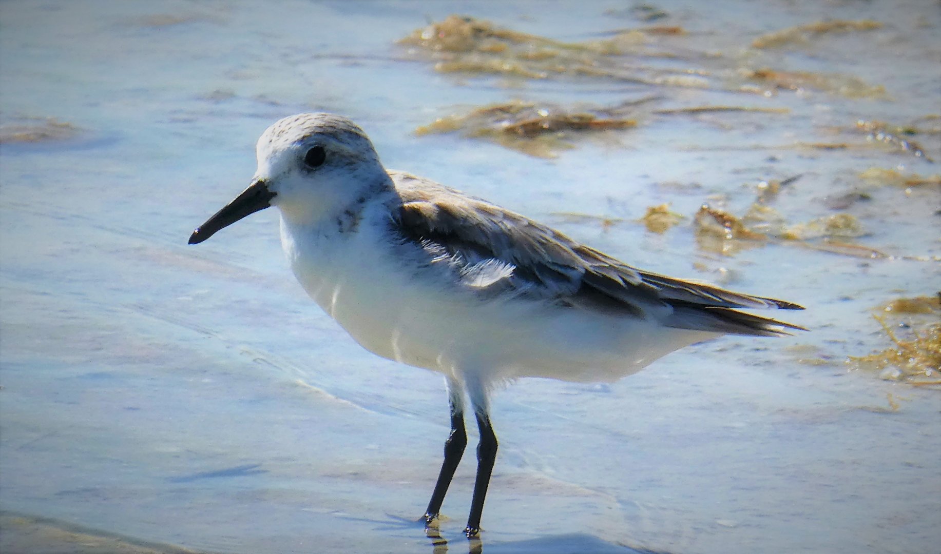 Sanderling