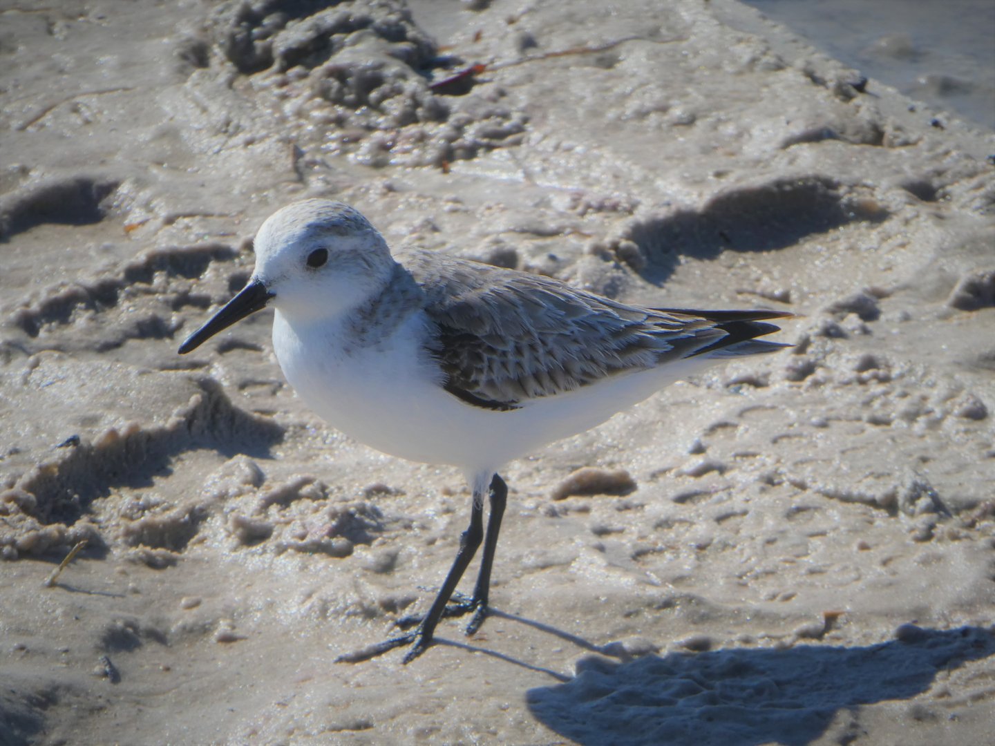 Sanderling