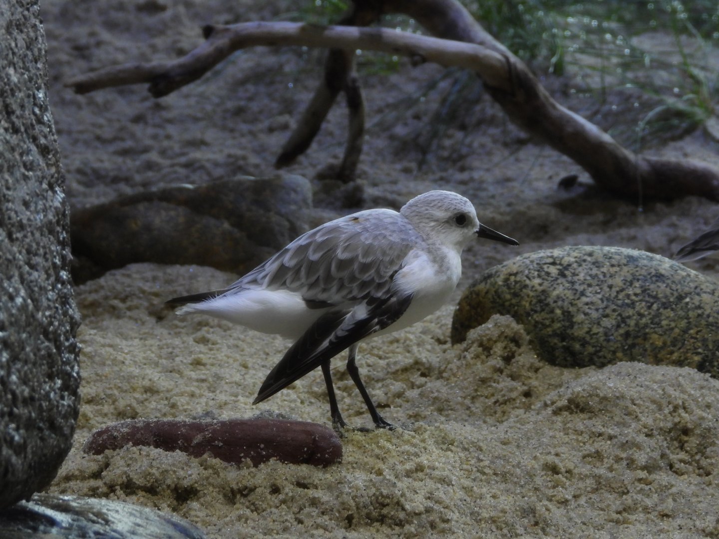 Sanderling